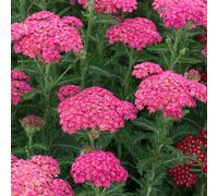 Marshalls Garden Achillea Millefolium 'sassy Summer Taffy' Salmon-Pink Perennial 2 Litre Plant