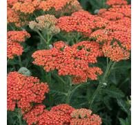 Marshalls Garden Achillea 'sassy Summer Sunset' - Tall Hardy Perennial, Pollinator-Friendly, Long-Flowering 2 Litre Plant