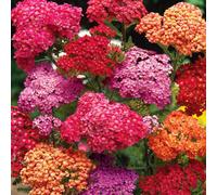 Marshalls Garden Achillea 'summer Berries Mixed' - Hardy Pollinator-Friendly Multi-Coloured Perennial 3 X 9Cm Plants