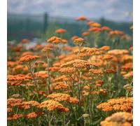 Marshalls Garden Achillea 'terracotta' Perennial Yarrow - Hardy Pollinator-Friendly Low Maintenance 0.5-1.0M 3 X 9Cm Plants