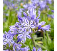 Marshalls Garden Agapanthus Charlotte 3 X 9Cm Plants Compact Blue Flowering Perennial