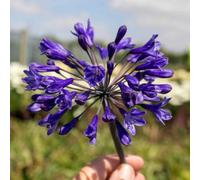 Marshalls Garden Agapanthus Plant 'africanus Big Blue' 7.5 Litre Plant