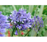 Marshalls Garden Agapanthus Plant 'blue Storm' 2 Litre Plant