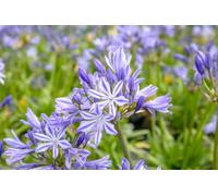 Marshalls Garden Agapanthus Plant 'charlotte' 5 Litre Plant