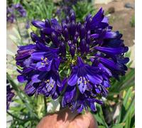 Marshalls Garden Agapanthus Plant 'midnight Sky' 2 Litre Plant