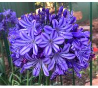 Marshalls Garden Agapanthus Plant 'poppin Star' 2 Litre Plant