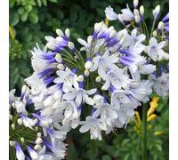 Marshalls Garden Agapanthus Plant 'Twister' 9cm Plant