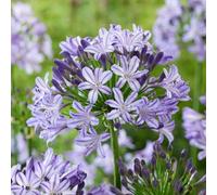 Marshalls Garden Agapanthus 'Poppin Star' - Purple Perennial 1 x 9cm
