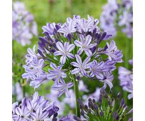 Marshalls Garden Agapanthus 'Poppin Star' - Purple Perennial 1 x 9cm