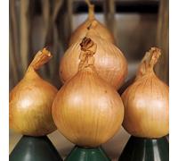 Marshalls Garden Ailsa Craig Onion Seeds, Heritage Exhibition Variety - 500 Seeds