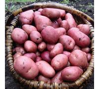 Marshalls Garden Albert Bartlett Seed Potato 'rooster' 1Kg Tubers