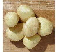 Marshalls Garden Albert Bartlett Seed Potato 'vivaldi' 5 X Tubers