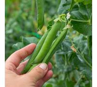 Marshalls Garden Alderman Pea Seeds - 300 Seeds, Tall Climbing Variety