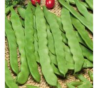 Marshalls Garden Algarve Climbing French Bean Seeds, Stringless Pods, 120 Seeds