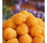 Marshalls Garden All Gold Raspberry Plant Yellow Autumn-Fruiting Primocane Raspberry 10 Bare Root