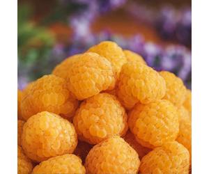 Marshalls Garden All Gold Raspberry Plant Yellow Autumn-Fruiting Primocane Raspberry 10 Bare Root