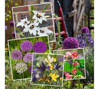 Marshalls Garden All Summer Long 250-Bulb Flower Collection For Borders & Pots