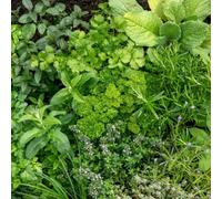 Marshalls Garden All Year Round Herb Seed Collection 10 Culinary Varieties