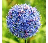 Marshalls Garden Allium 'caeruleum' Bright Blue Flower Bulbs (20 Pack) - 60Cm Tall Pollinator-Friendly Perennial