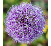 Marshalls Garden Allium Globemaster Bulbs - Large Purple Globe Flowers, Pollinator-Friendly Perennial 3 Bulbs
