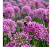 Marshalls Garden Allium 'millennium' (Allium Senescens) - Hardy Purple Globe Perennial For Borders And Pots 2 Litre Plant