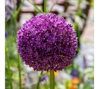 Marshalls Garden Allium 'purple Sensation' Bulbs Pack Of 10