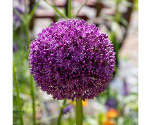 Marshalls Garden Allium 'Purple Sensation' Bulbs Pack of 10