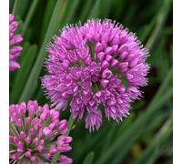 Marshalls Garden Allium 'serendipity' - Compact Lavender-Pink Summer-Flowering Perennial, 3 X 9Cm Pot