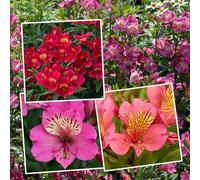 Marshalls Garden Alstroemeria Collection 3 Premium Flowering Perennials, Hardy, 6 Jumbo Plug Plants | Hardy, low-maintenance perennial with long flowering season, pollinator-friendly and excellent for cut flowers.