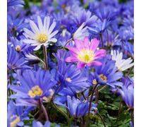 Marshalls Garden Anemone Blanda Mixed Corms - Pack Of 50 Spring-Flowering Bulbs
