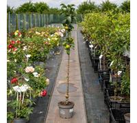 Marshalls Garden Apple 'green Sensation' Compact 5Ft Ballerina Apple Tree
