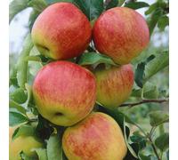 Marshalls Garden Apple 'jonagold' Tree M9 Rootstock High-Yield, Pollinator-Friendly 2 Litre