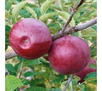 Marshalls Garden Apple 'mcintosh' Columnar Patio Tree, Compact Crimson Fruit 5 Litre