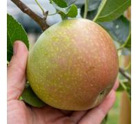 Marshalls Garden Apple Tree 'discovery' On M26 Rootstock - Early Dessert Apple, Bare-Root