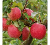 Marshalls Garden Apple Tree 'gala' (Malus) - Semi-Dwarf M26 Bare-Root Core Fruit Tree 2.5-3.5M Bare Root