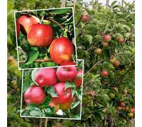 Marshalls Garden Apple Twin Tree Braeburn & Idared On M26 Semi-Dwarf (Rhs Recommended)