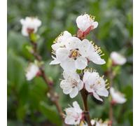 Marshalls Garden Apricot 'tros Orange' Patio Mini Stem Dwarf Tree 5 Litre