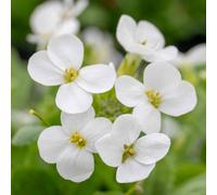 Marshalls Garden Arabis Alpina 'alabaster' - Hardy Evergreen Alpine Rockery Plant 9Cm Plant