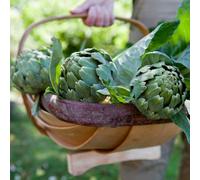 Marshalls Garden Artichoke Seeds Green Globe - 35 Seeds Perennial Hardy H4