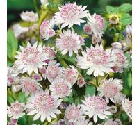 Marshalls Garden Astrantia 'buckland' (Astrantia Major) - Large Pale Pink Perennial From Marshalls Garden 9Cm Plant