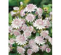 Marshalls Garden Astrantia 'buckland' - Large Pale Pink Flowering Perennial, Hardy 3 X 9Cm Plants