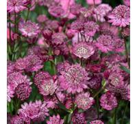 Marshalls Garden Astrantia 'button Cerise' Cerise-Pink Perennial Pollinator-Friendly 2 Litre Plant