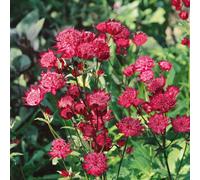 Marshalls Garden Astrantia 'claret' - Deep Ruby-Red Perennial Flower (0.5-1.0M) 9Cm