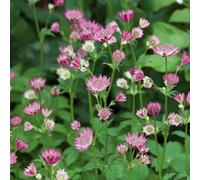 Marshalls Garden Astrantia 'roma' Perennial Deep-Pink Pincushion Flowers Rhs Agm 9Cm Plant