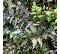 Marshalls Garden Athyrium 'niponicum Metallicum' Hardy Japanese Painted Fern With Metallic Silver Fronds