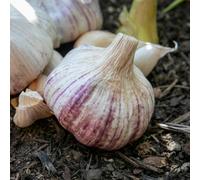Marshalls Garden Autumn Planting Garlic Cloves 'rhapsody Wight' - Softneck, Large Purple-Striped 2 Bulbs