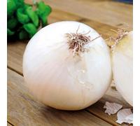 Marshalls Garden Autumn Planting Onions 'snowball' Sets - Mild White Bulbs, Approx. 65-75 Sets
