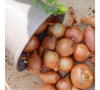 Marshalls Garden Autumn Planting Shallot Sets 'golden Gourmet' - Approx. 15 Sets