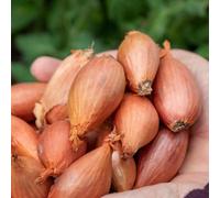 Marshalls Garden Autumn Planting Shallot Sets Longor - Approx 15 Sets