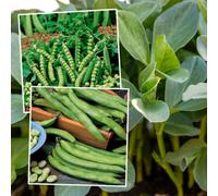 Marshalls Garden Autumn-Sowing Pea & Broad Bean Duo Pack - Aquadulce Claudia & Douce Provence Seeds